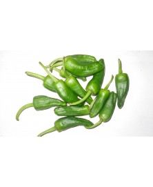 PIMIENTO PADRON BIO