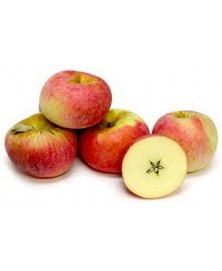 MANZANA REINETA BIO