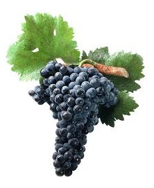 UVA NEGRA PARLIERI BIO
