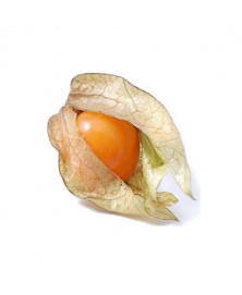 PHYSALIS BIO