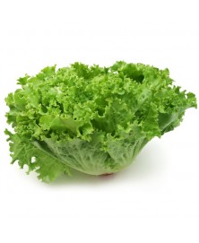 LECHUGA BATAVIA BIO