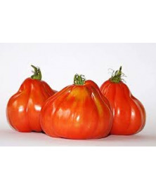 TOMATE FEO DE NAVARRA BIO