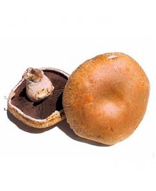 CHAMPIÑON PORTOBELLO BIO